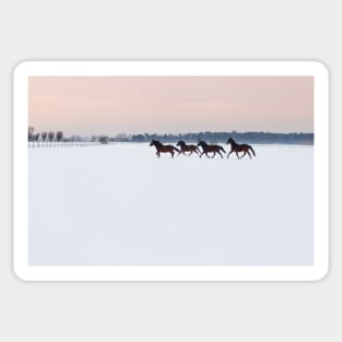 Four horses galloping on snowy paddock Sticker